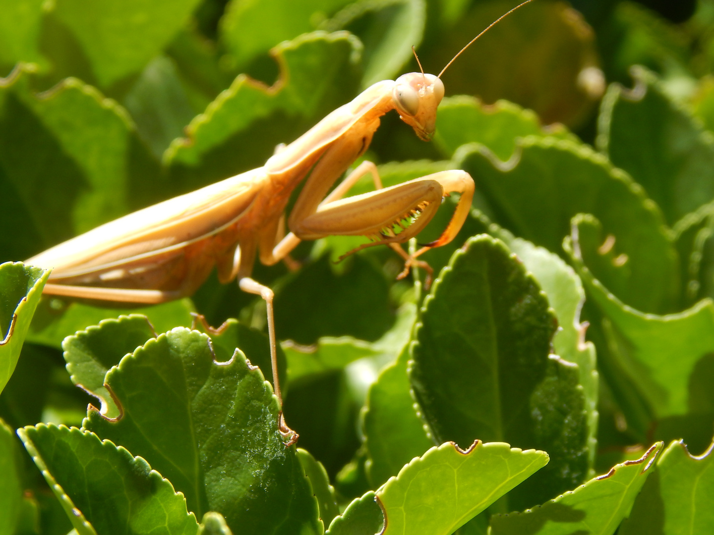 Mantis religiosa