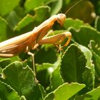 Mantis religiosa