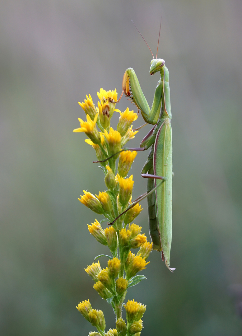 Mantis religiosa