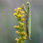 Mantis religiosa