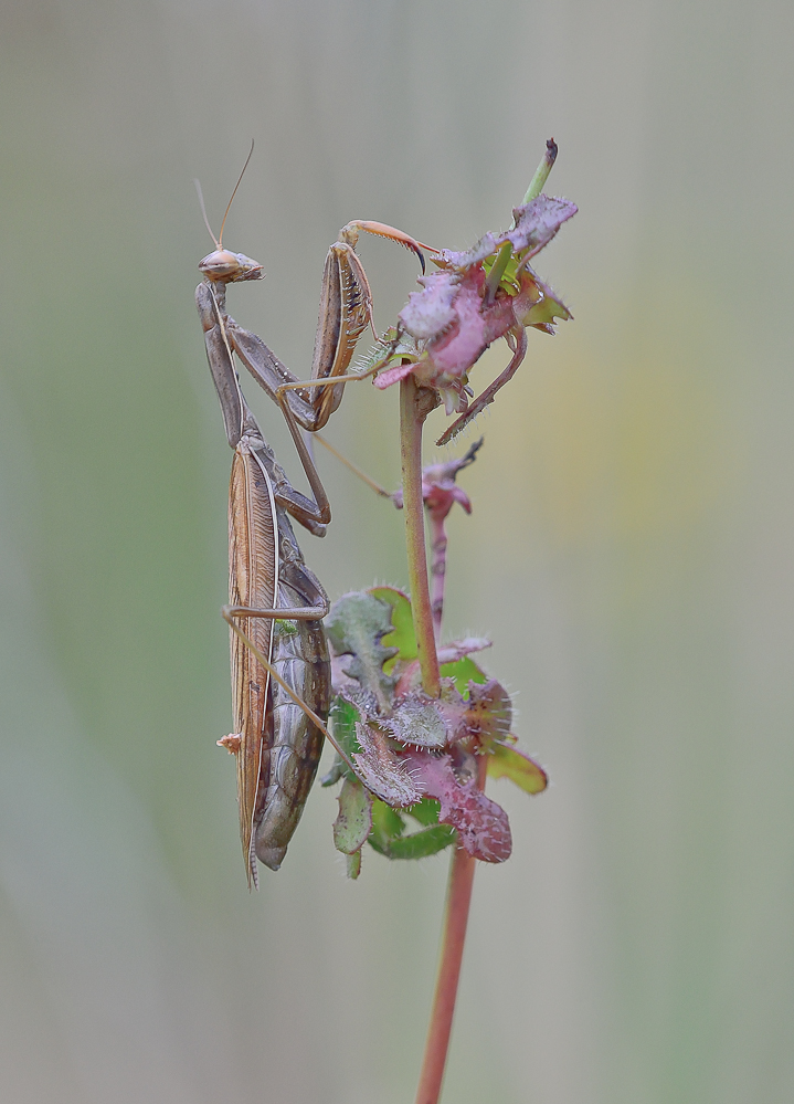 Mantis religiosa