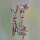 Mantis religiosa