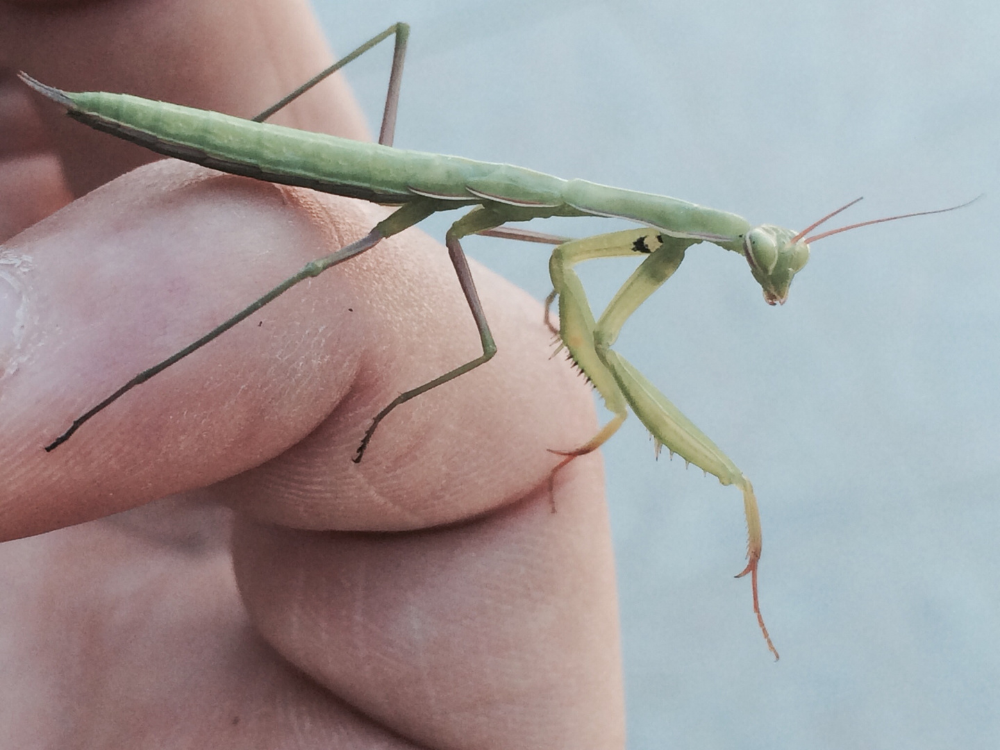 Mantis religiosa