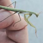 Mantis religiosa