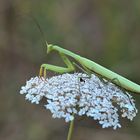 Mantis Religiosa