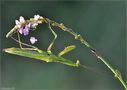 Mantodea-Phasmatodea