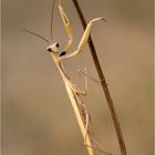 ~Mantis religiosa~