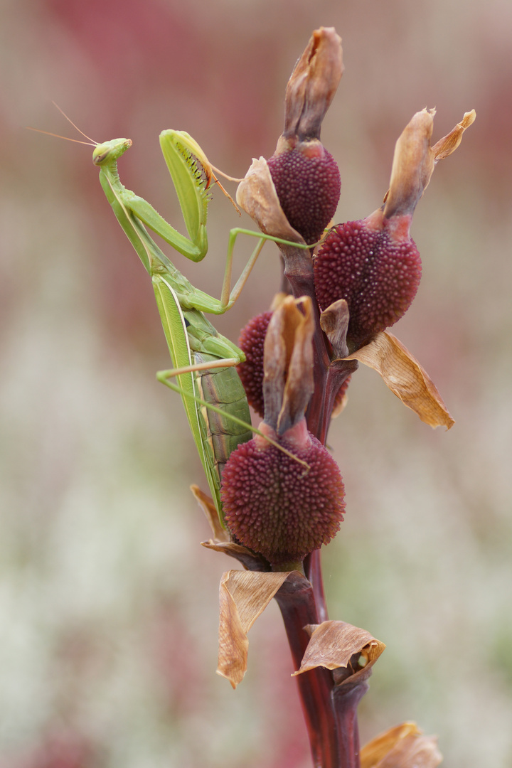 Mantis religiosa