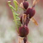 Mantis religiosa