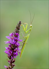 Mantis religiosa