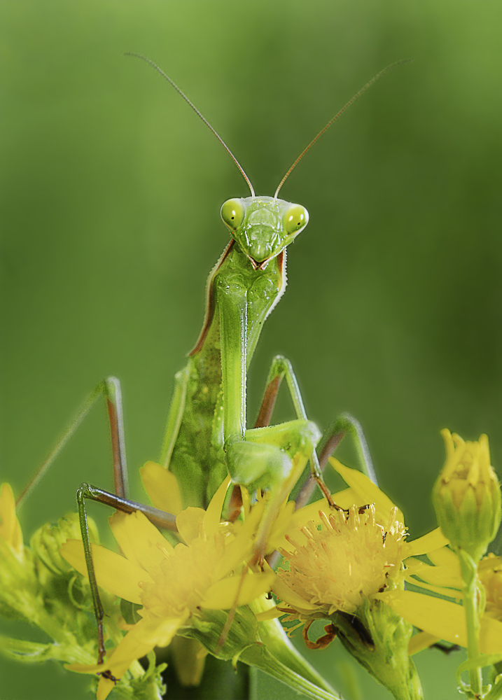 Mantis religiosa