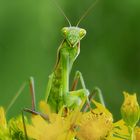 Mantis religiosa