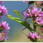 Mantis religiosa