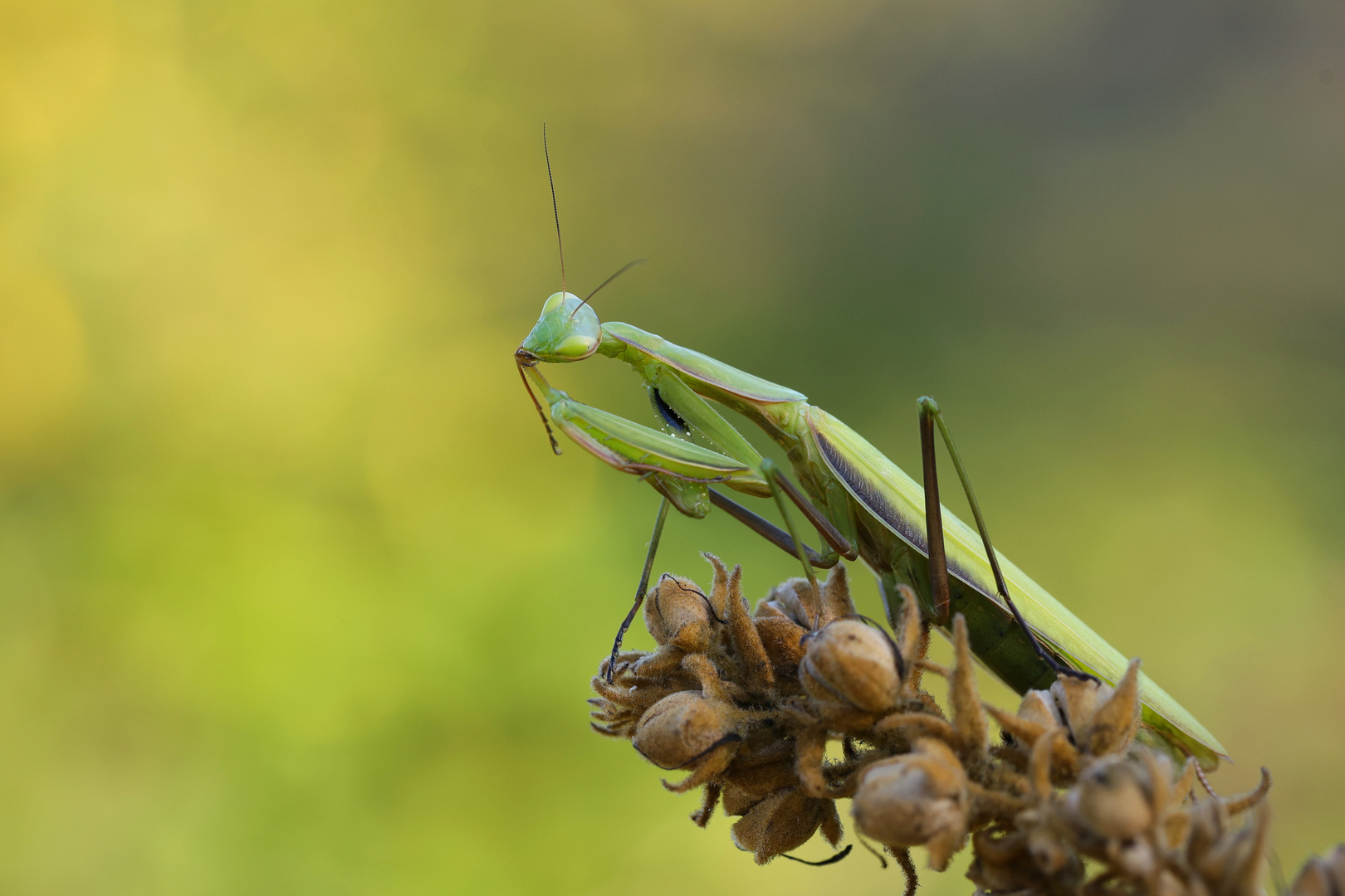 Mantis religiosa