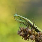 Mantis religiosa