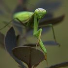 Mantis religiosa