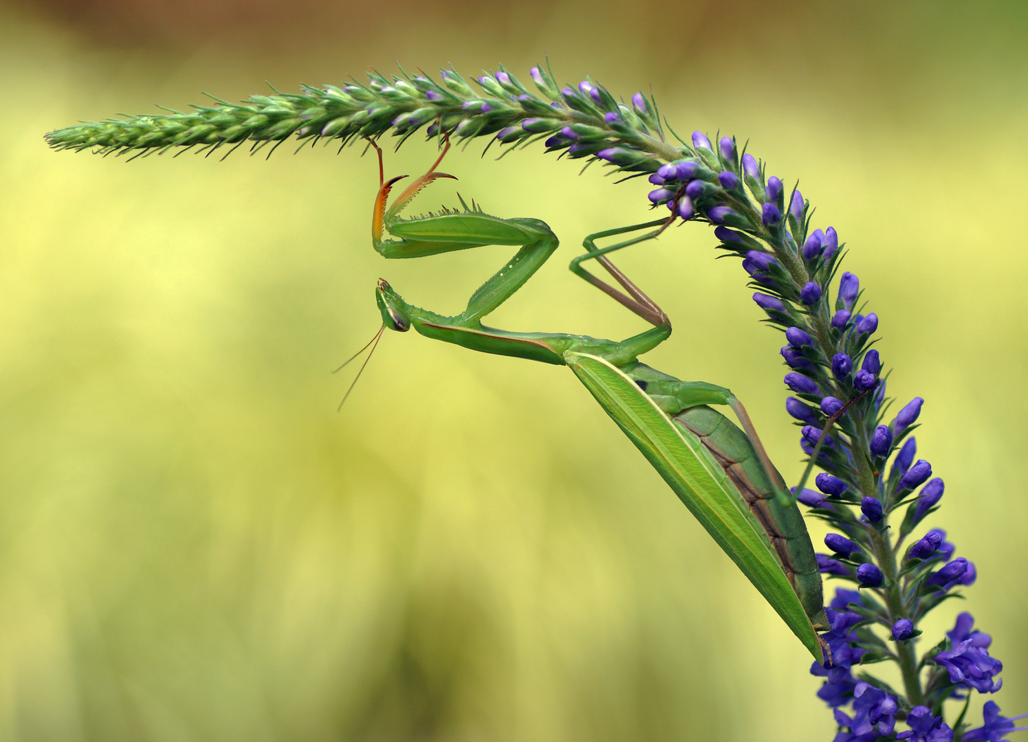 Mantis religiosa