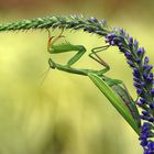 Mantis religiosa