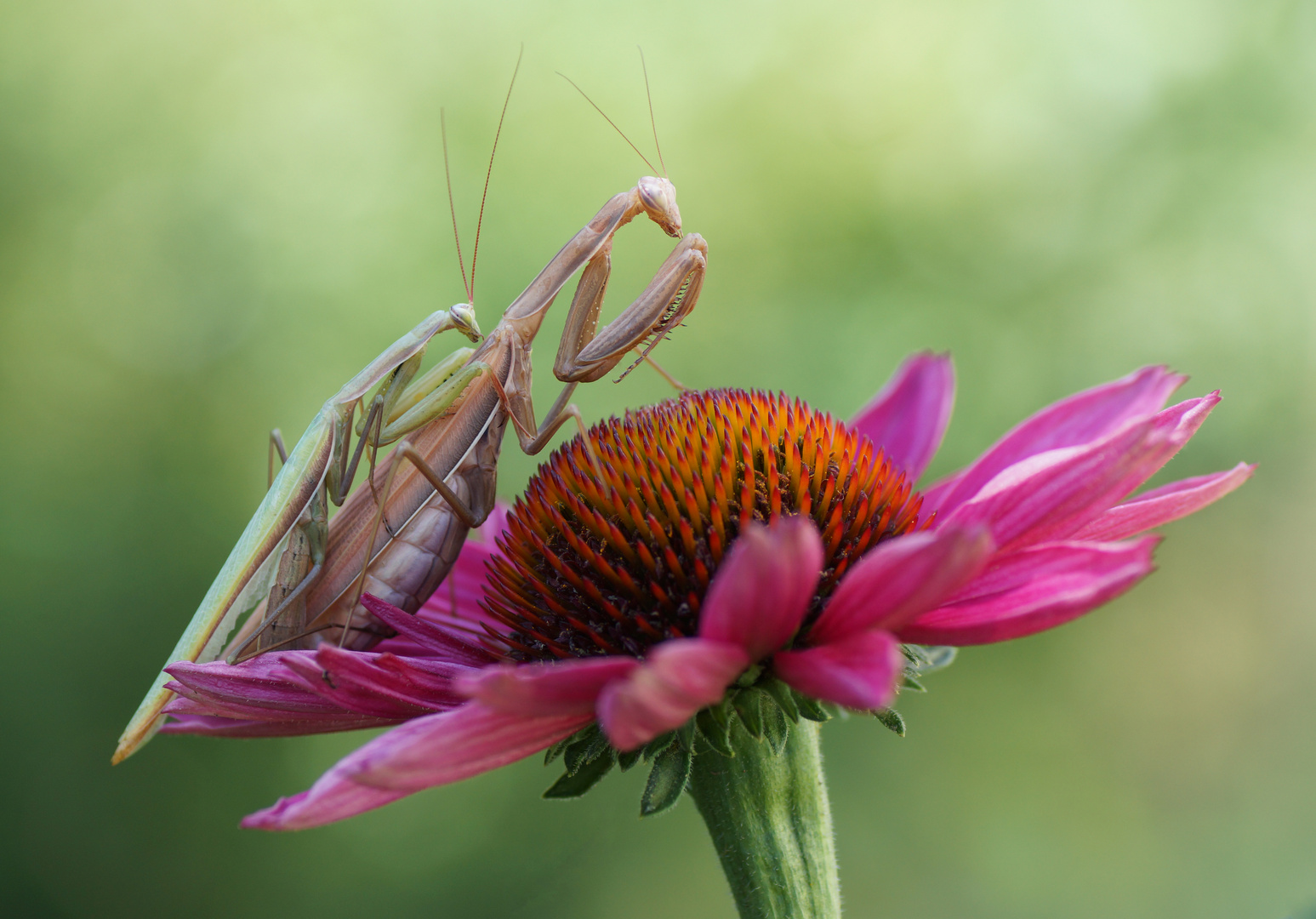 Mantis religiosa