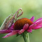 Mantis religiosa