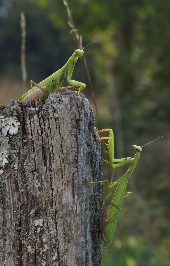 Mantis religiosa