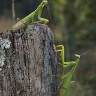 Mantis religiosa