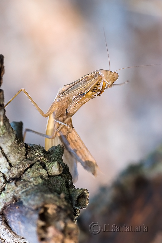 Mantis religiosa