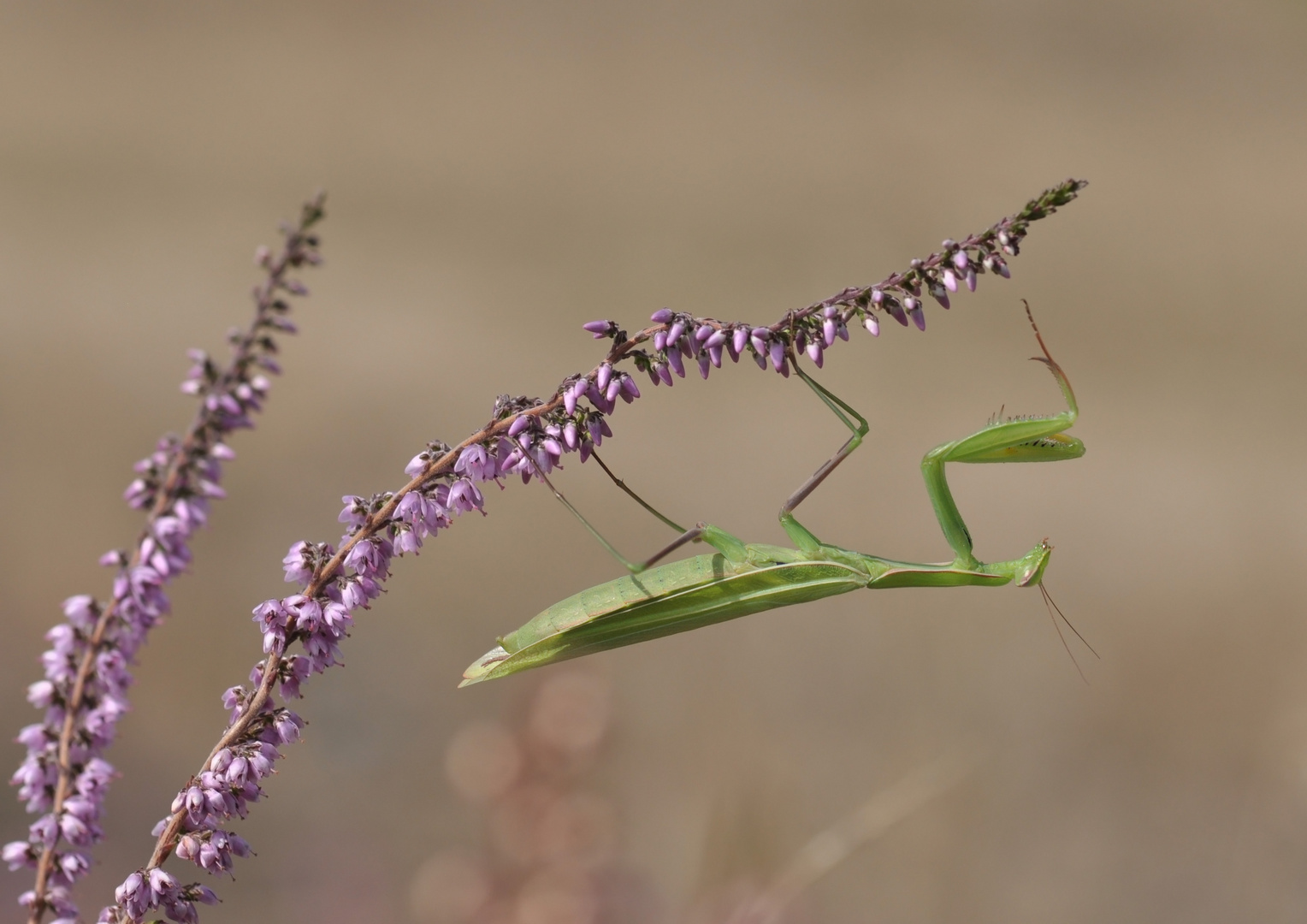 Mantis religiosa 