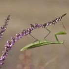 Mantis religiosa 