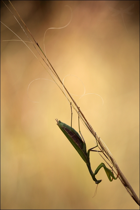 Mantis religiosa