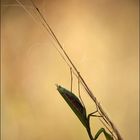 Mantis religiosa