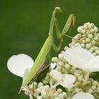 Mantis religiosa