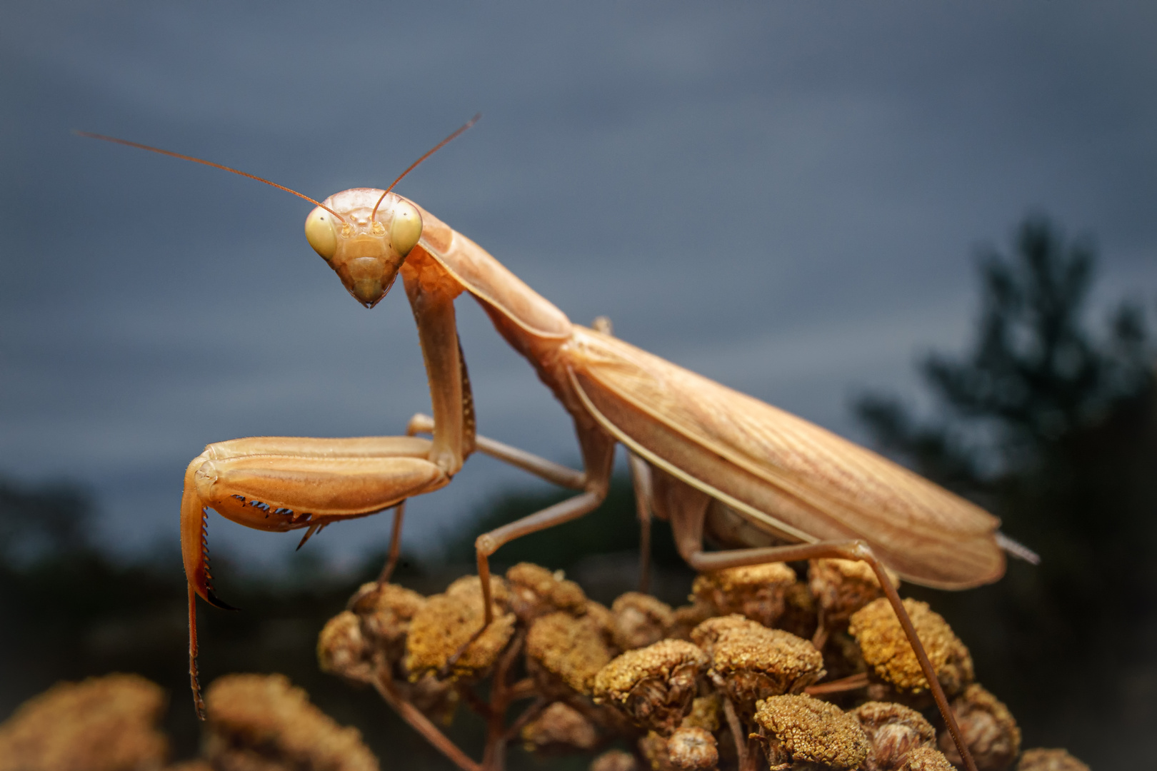 Mantis religiosa 