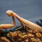 Mantis religiosa 