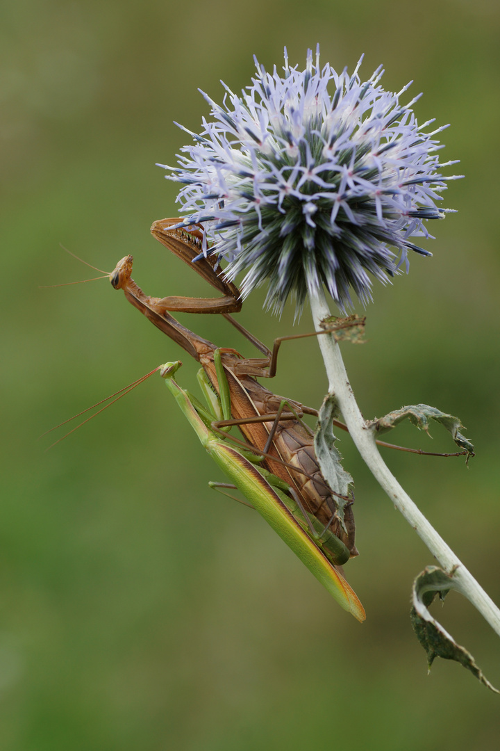 Mantis religiosa