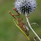 Mantis religiosa