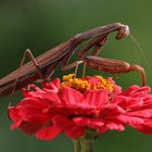 Mantis religiosa