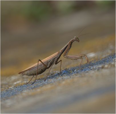 Mantis Religiosa