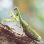 Mantis religiosa