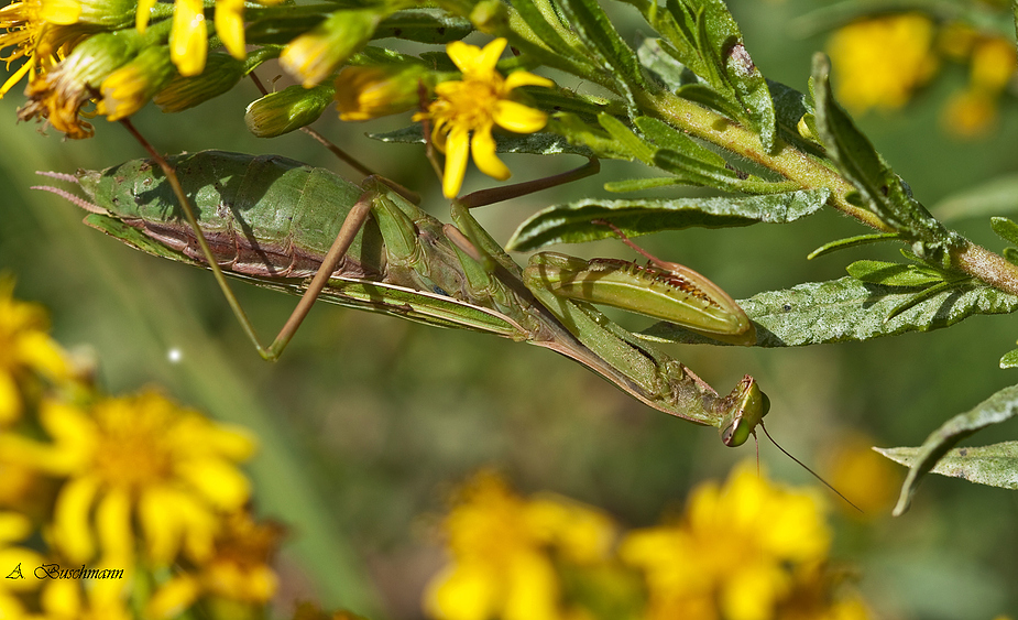 Mantis religiosa