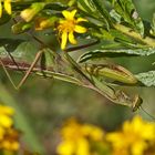 Mantis religiosa