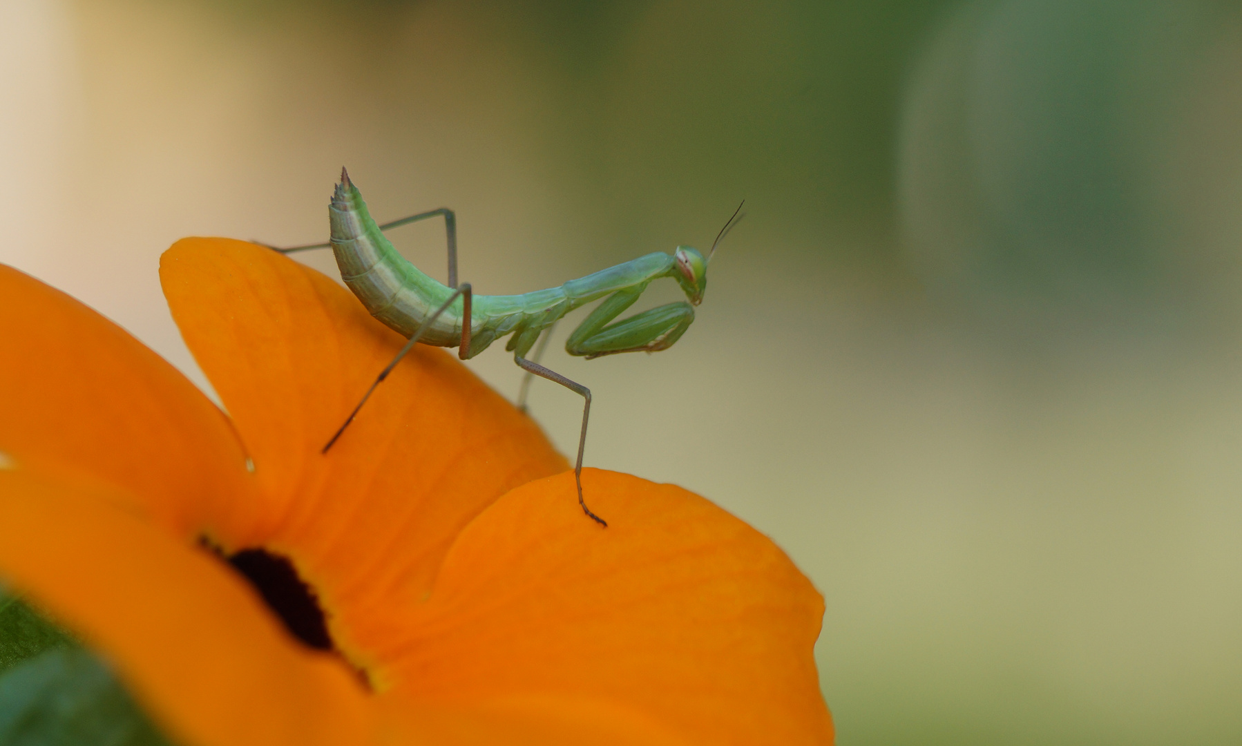 Mantis religiosa