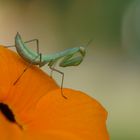 Mantis religiosa