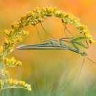 Mantis religiosa