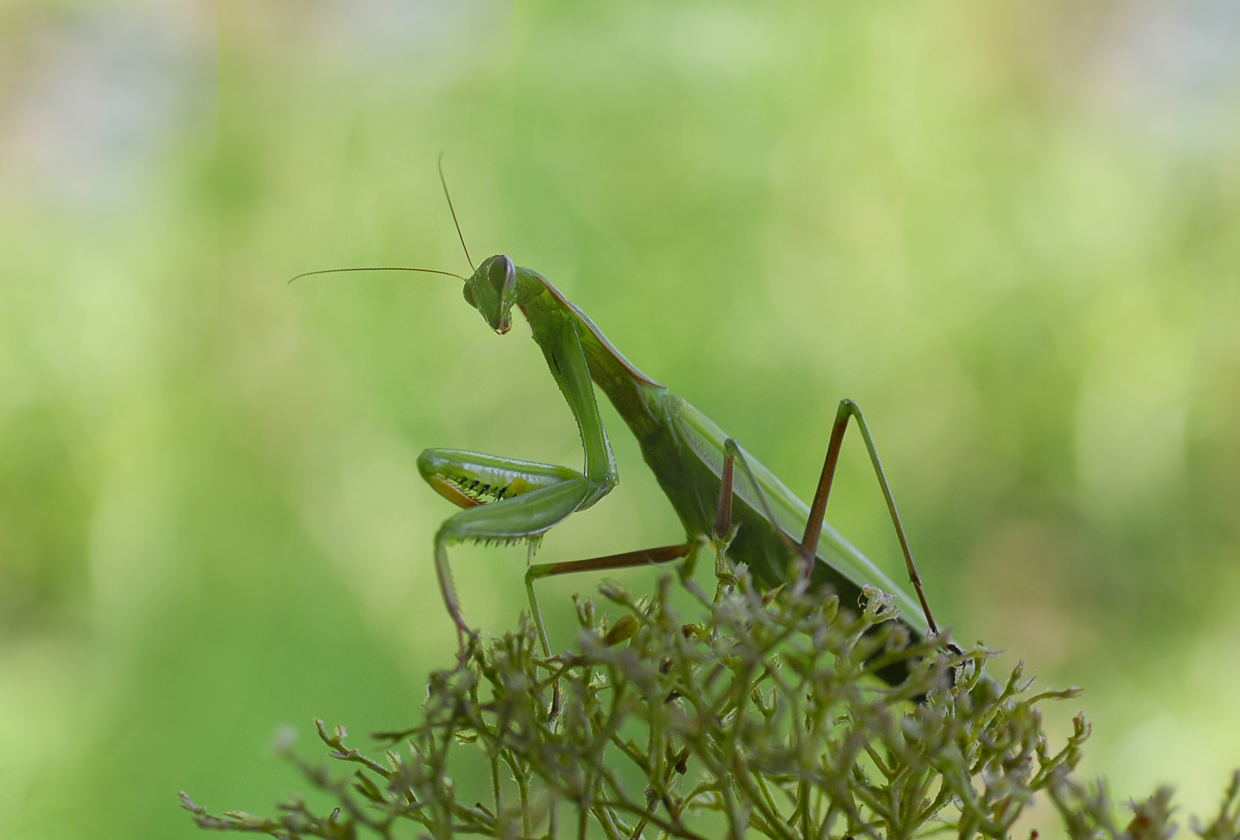 Mantis religiosa