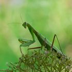 Mantis religiosa