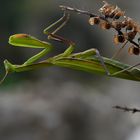 Mantis religiosa