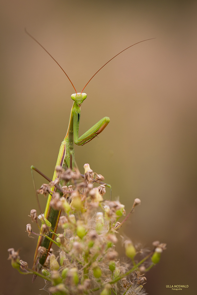 ...Mantis religiosa...