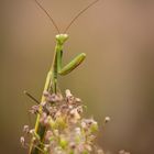 ...Mantis religiosa...