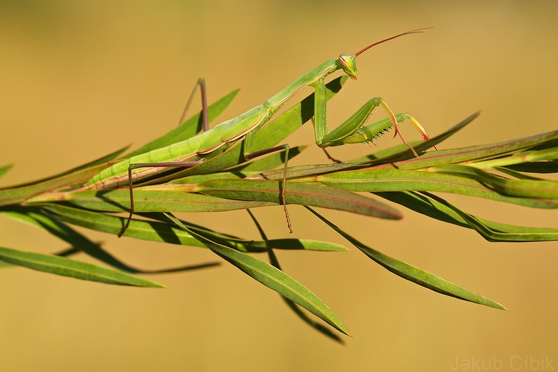 Mantis religiosa